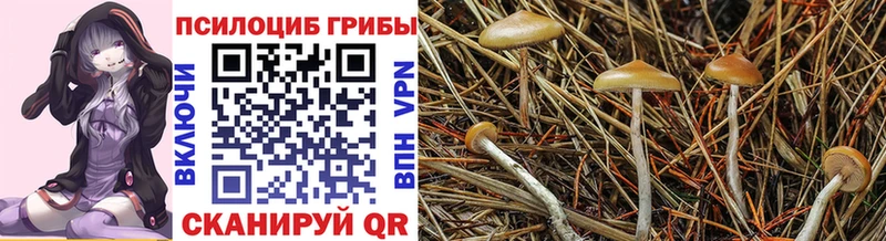 Псилоцибиновые грибы прущие грибы  Шарыпово 